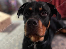 18mnth female Rottweiler looking for new home