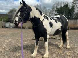 12.2h black / white cob