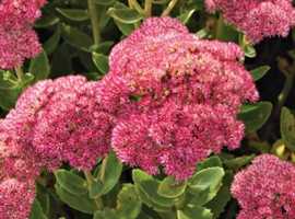Medium Sized Sedum Stonecrop plant,