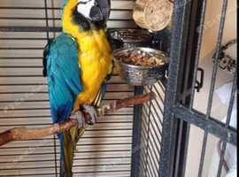 Macaw parrot Glasgow