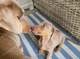 Beautiful litter ready now