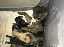 3 male frenchies 3 female frenchies