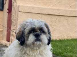 Male Shih Tzu