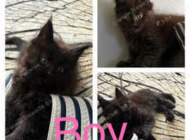 Maine Coon/Kaho Manee cross kittens ready to go.