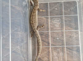 Gilleni / Pygmy Mulga Monitor