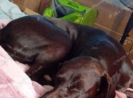 German shorthaired pointer