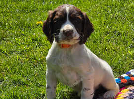 English springer spaniel dog pups.  One available