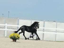 Extremely gentle & Elegant 7 yrs old Friesian  Gelding For Sale