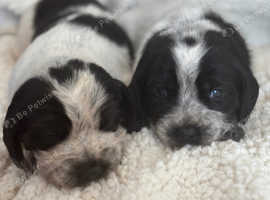 Cocker spanial cross labour dog puppies