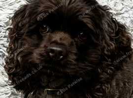 American cocker spaniel female 1 year
