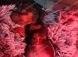 4 mini boy Dachshunds