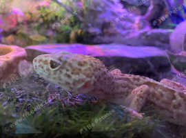 GECKO