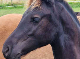 Rising 2 Welsh C gelding