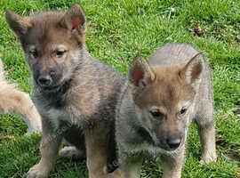 Rare wolf/grey Tamaskan female puppy PRICE REDUCTION