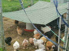 Pekin bantam chicken growers for sale