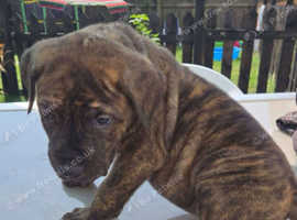 Beautiful 8 week old