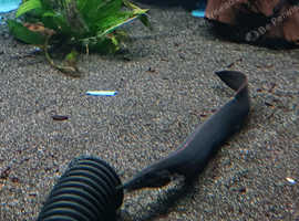 Selection of tropical fish for re home. Cheap.