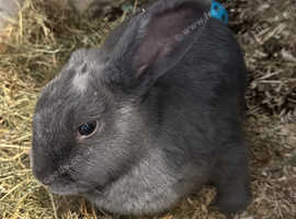 Female For Sale £25