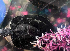 2 big turtles gone now