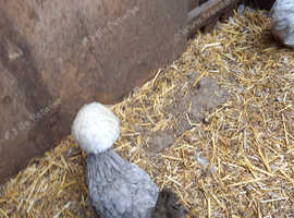 White crested black polish pullets