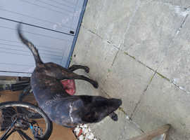 Intact male mali x