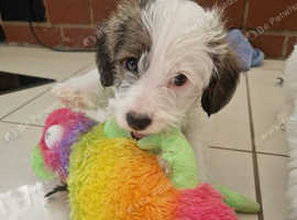 5 mixed puppies