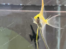 2 angelfish for new waters