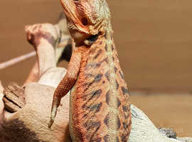 Stunning red hypo trans bearded dragons