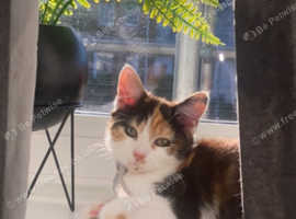 Tortoiseshell cat