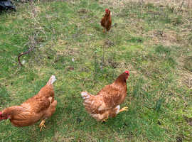 Three chickens, fox proof coup included