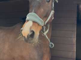 16.2hh standardbred mare SOOTY