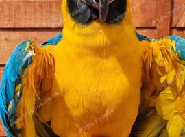 Gold and blue macaw parrot