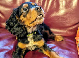 Cocker spaniel breeders store yorkshire