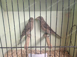 Mexican house finches