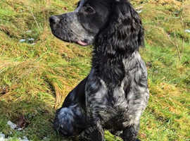 9 month old sproker male