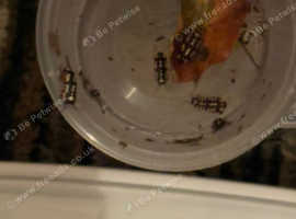 Isopods different ones