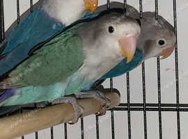 Babies Lovebirds