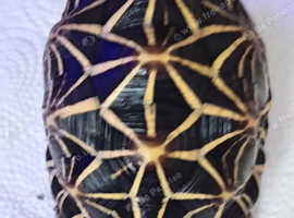 Indian Star Tortoise