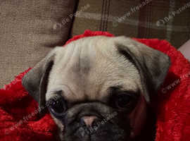 Pug puppy