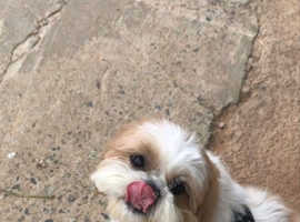 Pet need a new home