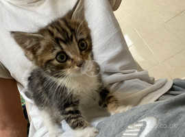 Baby Tabby kitten