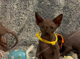 Gorgeous Canadian sphynx kitten babies