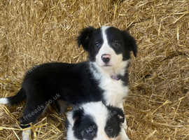 Border Collie Puppies