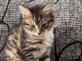 Ragamuffin kitten