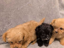 3 absolutely adorable chipoo puppies ready for a new home (Last girl left) 10 weeks old