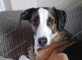 2year old Welsh collie (sky)