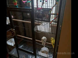 Budgies for sale including bird cage *package deal*