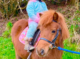 SPSB Child's Best Friend & Companion.