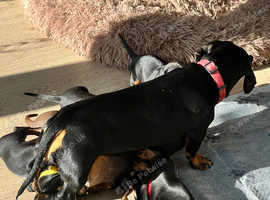 Standard dachshund puppies