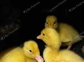 3 ducks for sale